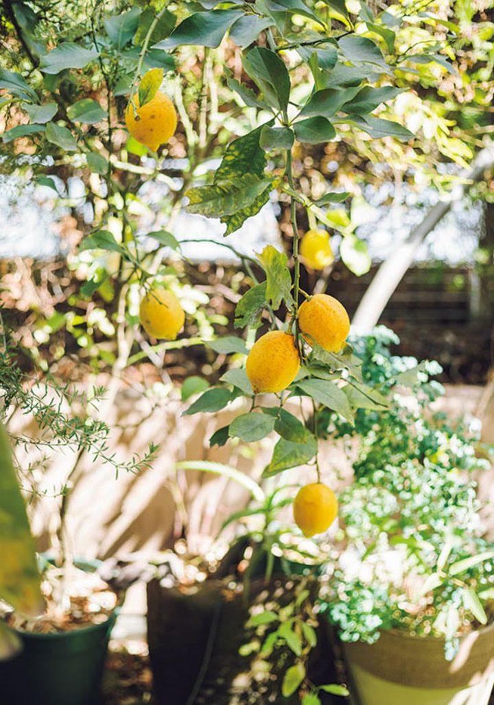 バルコニーの植物には自動灌水器で設定した時間に自動で水やりを