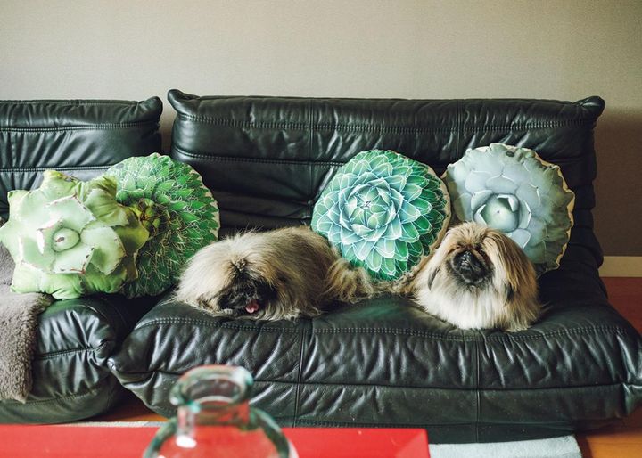 啓蒙のために作り始めたオリジナルブランド“ たにくっしょん® ”