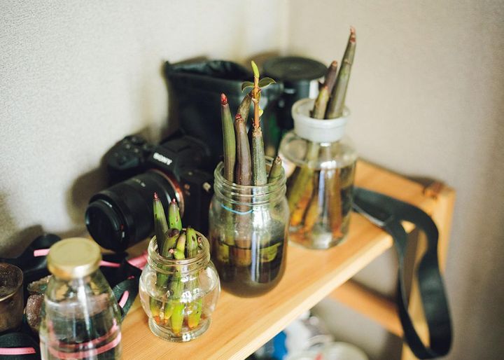 マングローブ・オヒルギを 水耕栽培で育てています