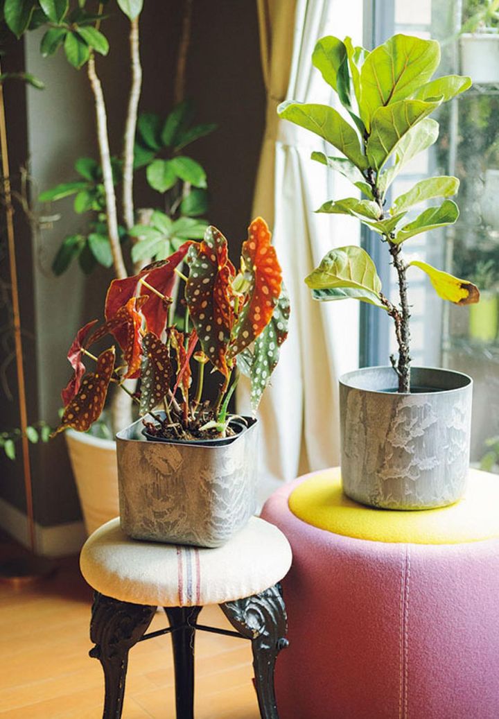 個性的な椅子にユニークな植物を並べればインテリアのアクセントに