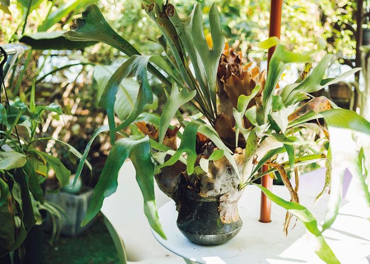 お気に入りトップ3に入る巨大なコウモリラン