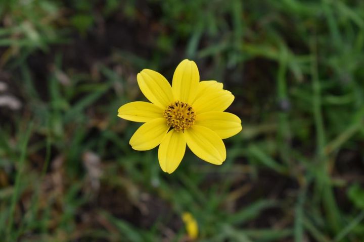 10月16日の花とは？【366日の誕生花と幸せの花言葉】