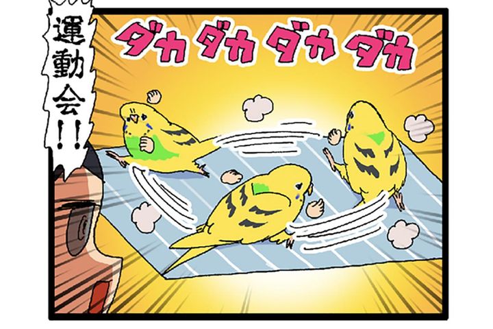 みかんも野菜も挑戦！インコ・カチョリエルの食事事情【鳥マンガ #133】