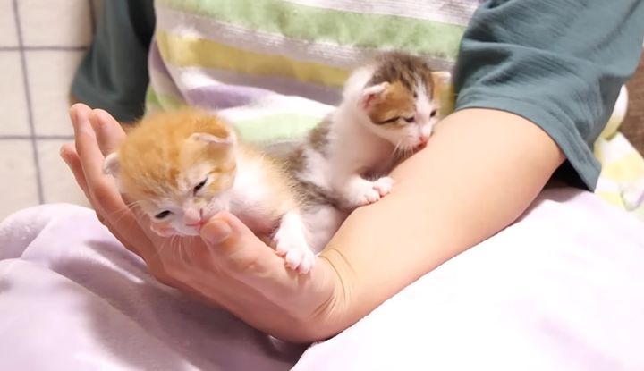 膝の上で甘える子猫達