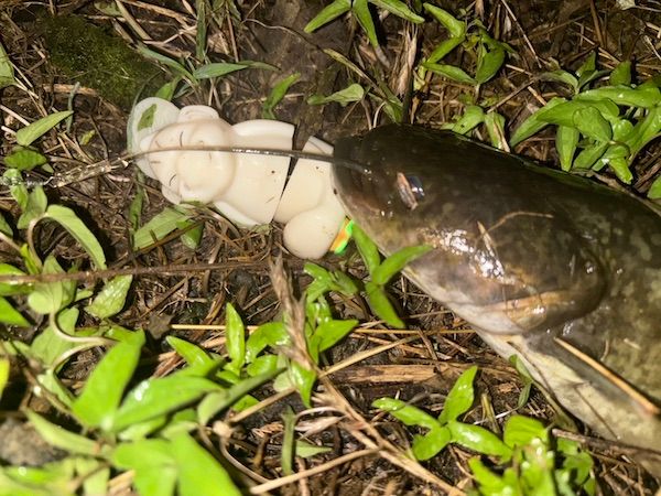 “ナニワ”のシンボル、幸福の神様「ビリケンさん」がルアーとなって登場