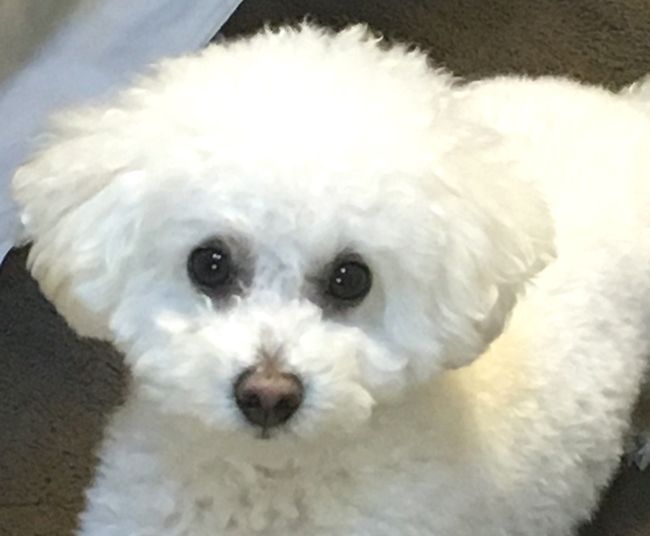 ペットを飼うこと