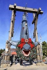 ハンギング・シャーク