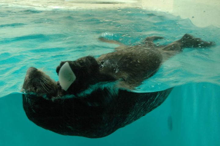 三重県鳥羽市にある鳥羽水族館（とばすいぞくかん）は15日、公式サイトのお知らせ上でユーチューブで配信している「鳥羽水族館ラッコ水槽ライブカメラ」配信内容を一部変更することを発表しました。