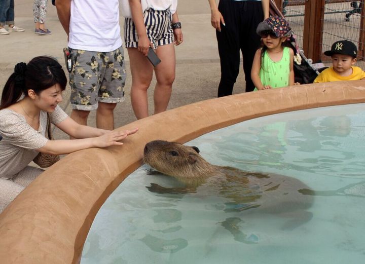 静岡県東伊豆町にある動物園・遊園地・スポーツ施設が一体となった複合型レジャーパーク施設「伊豆アニマルキングダム」で、カピパラの赤ちゃんが産まれたことが公式X上で発表されました。