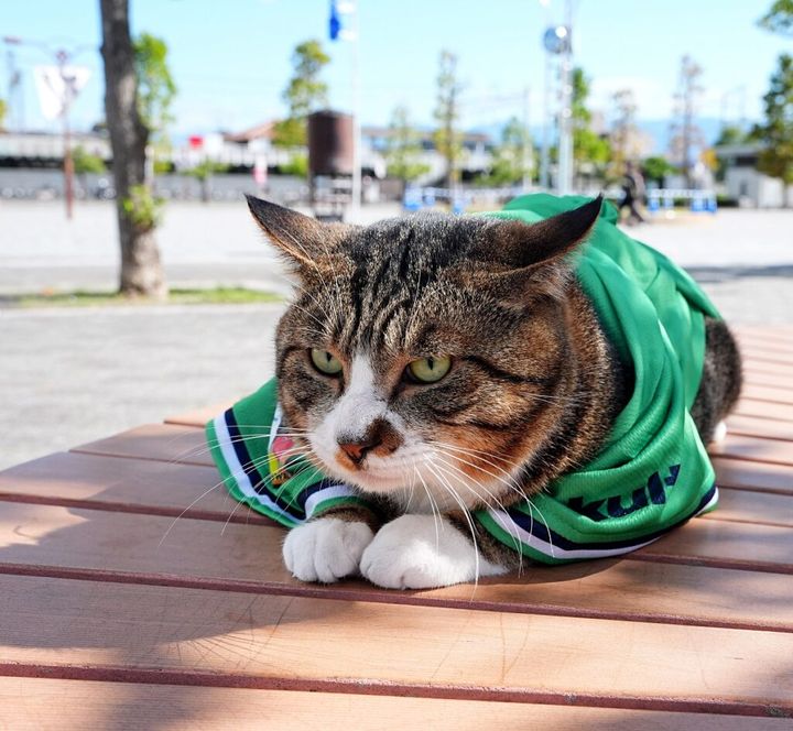 16日、Xのトレンドには「#火力は中火以下」という、物騒なんだかそうではないんだか微妙なラインのハッシュタグがトレンド入りしました。