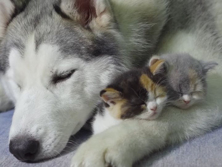 まるで本当の家族みたい……