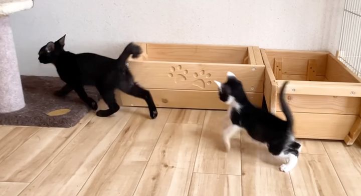 追いかけっこする子猫達