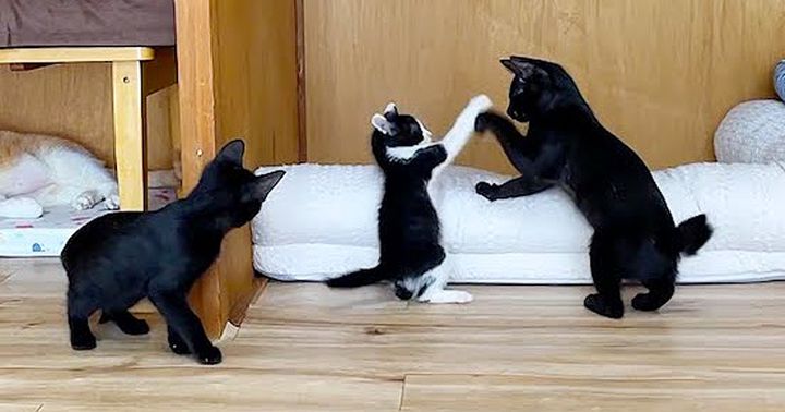 元気に遊ぶ子猫達