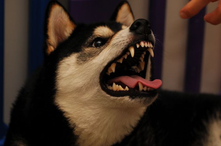 飼い犬が危害を加えたら…飼い主は「逮捕」？ ※画像はイメージ