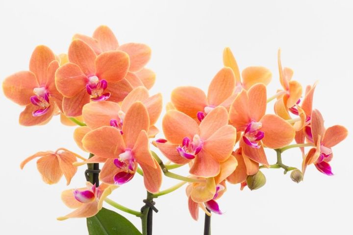 10月17日の花とは？【366日の誕生花と幸せの花言葉】