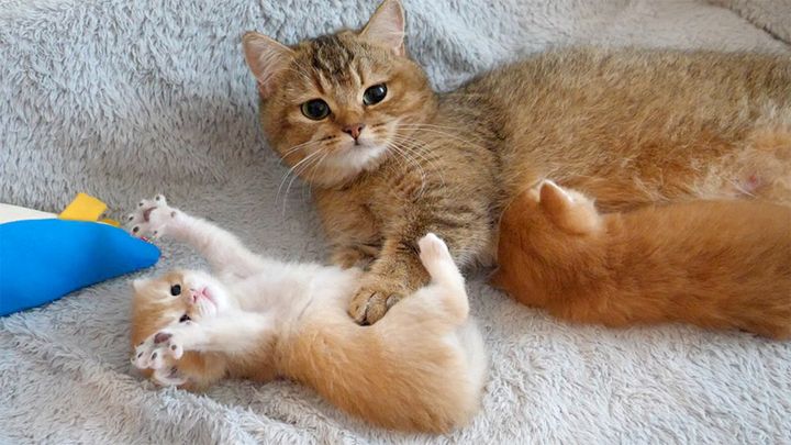 子猫を心配する母猫