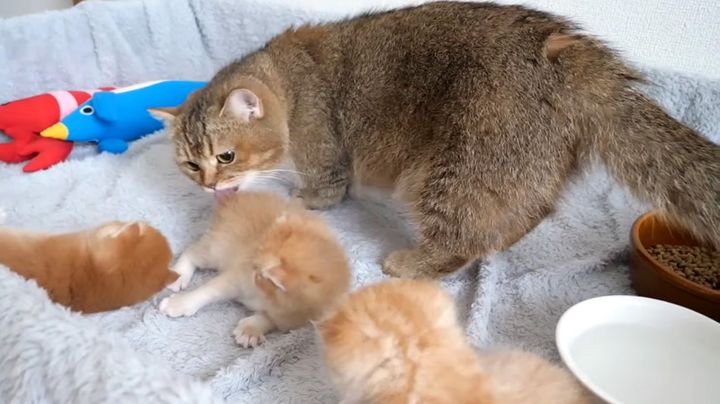 子猫を毛づくろいする母猫