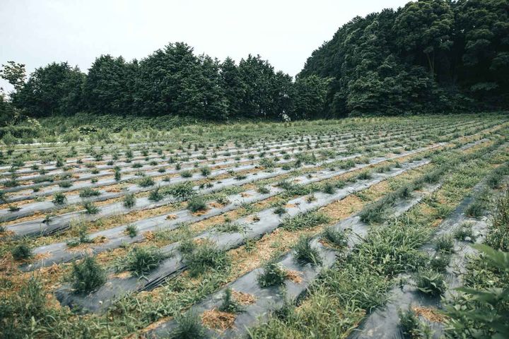 画像4: 出典：www.threecosmetics.com