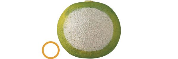 10：ポール ＆ ジョー