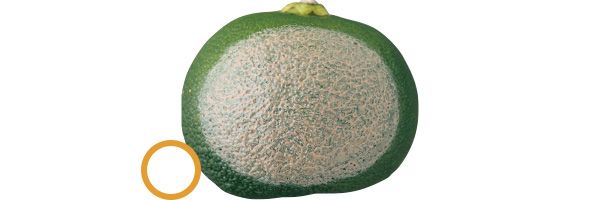 06：セルヴォーク