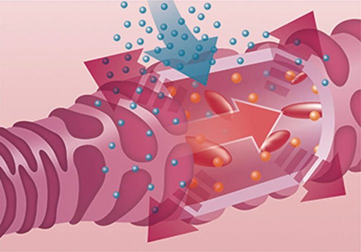 真皮への作用／毛細血管を拡張して、血行を促進。