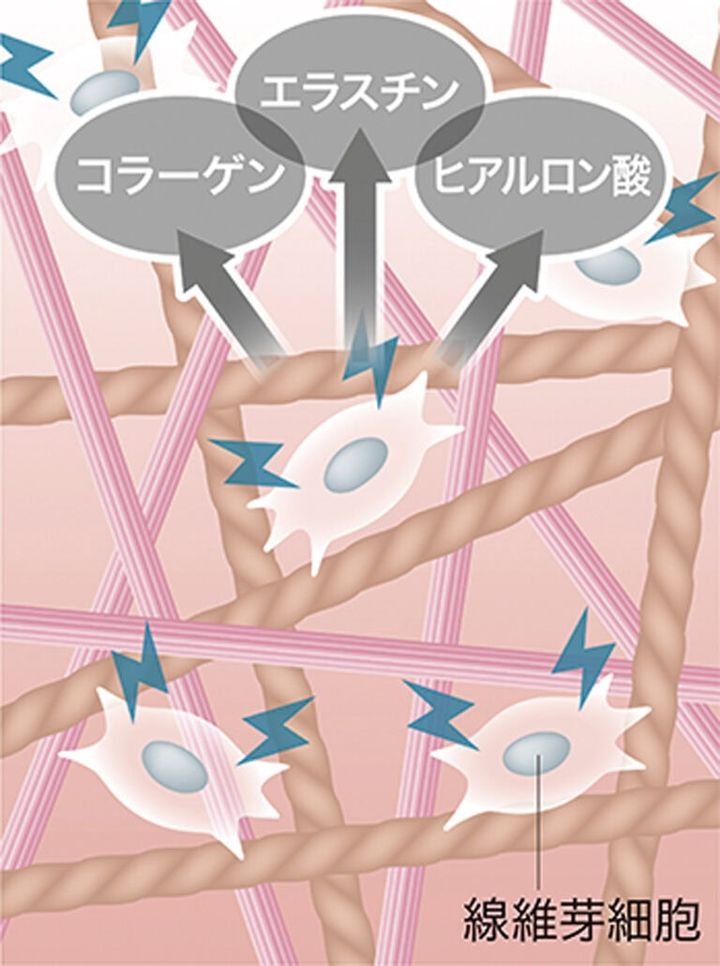 真皮への作用／真皮弾性成分のエラスチン・コラーゲン・ヒアルロン酸産生を促進。