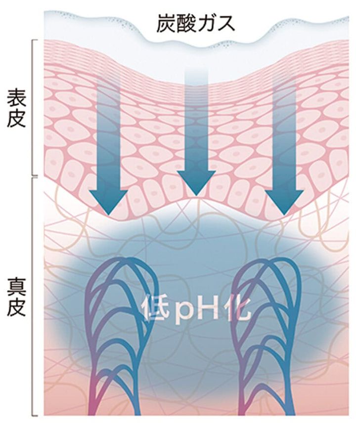 真皮への作用／肌内部の低pH化により、真皮弾性成分を生成する線維芽細胞を活性化。