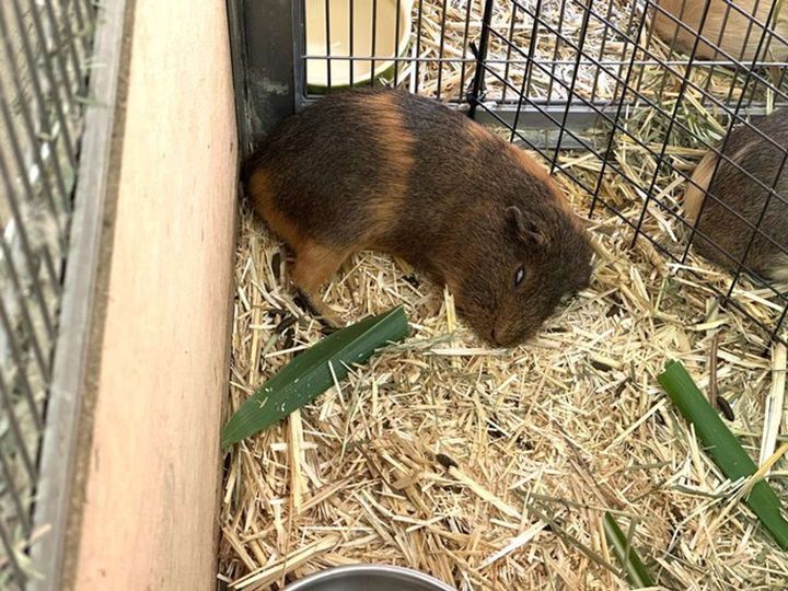 寝てるだけです（画像は広島市安佐動物公園の公式Xアカウントより、再掲）