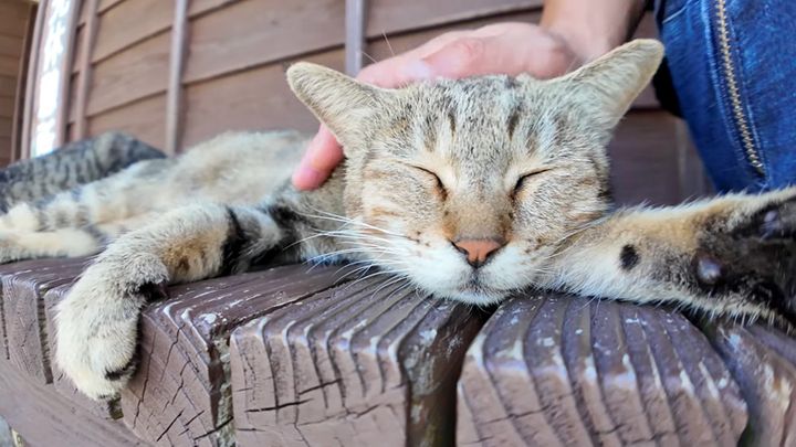 撫でられる猫