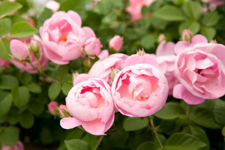 コンパクトなポリアンサローズの‘アンヌ マリ モントラベル’。清楚な白のカップ咲で、小さな場所をナチュラルに演出したい時にぴったりです。（筆者撮影）