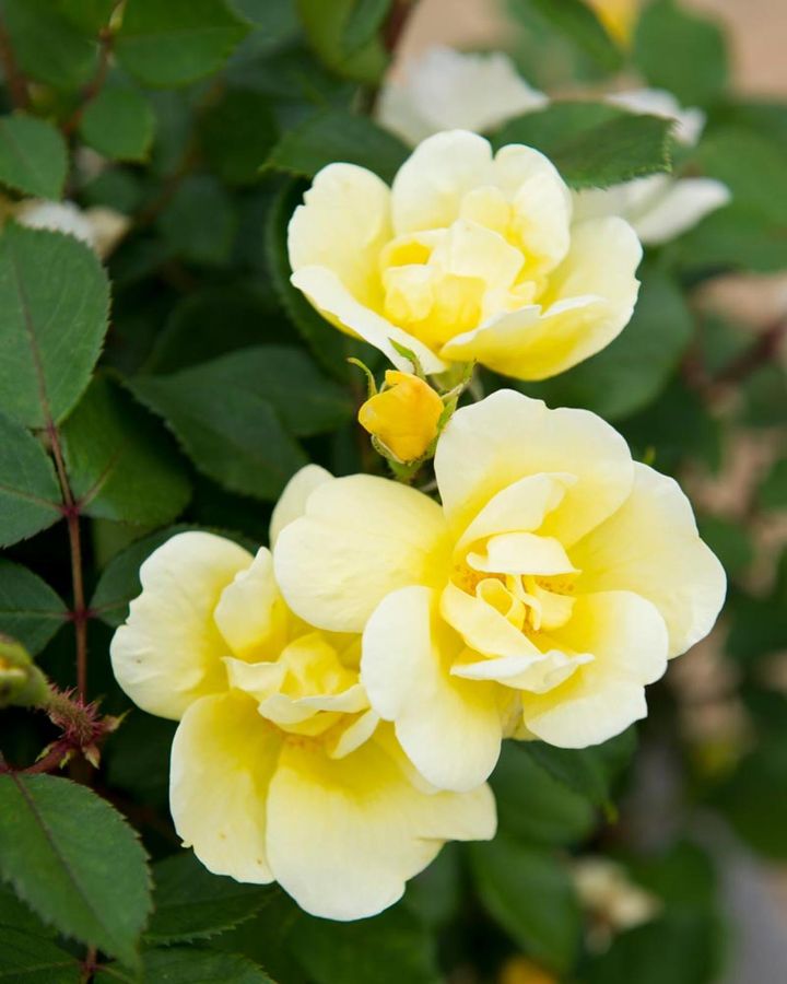 無農薬、ローメンテナンスで知られるノックアウトシリーズの‘サニーノックアウト’。やさしい花色で草花との相性もよいのが特長です。