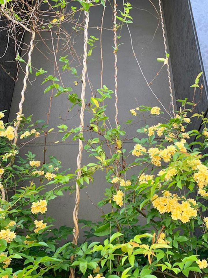 マンションの道路際、土がほとんどない場所にキモッコウバラを植え、壁を上に這わせるアイディア。ひもを縦に渡しているところが独創的です。（筆者撮影）