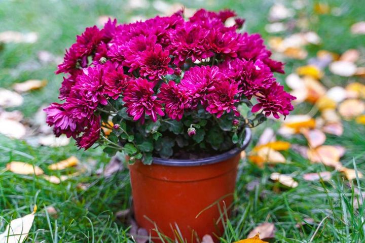 5号サイズの鉢花