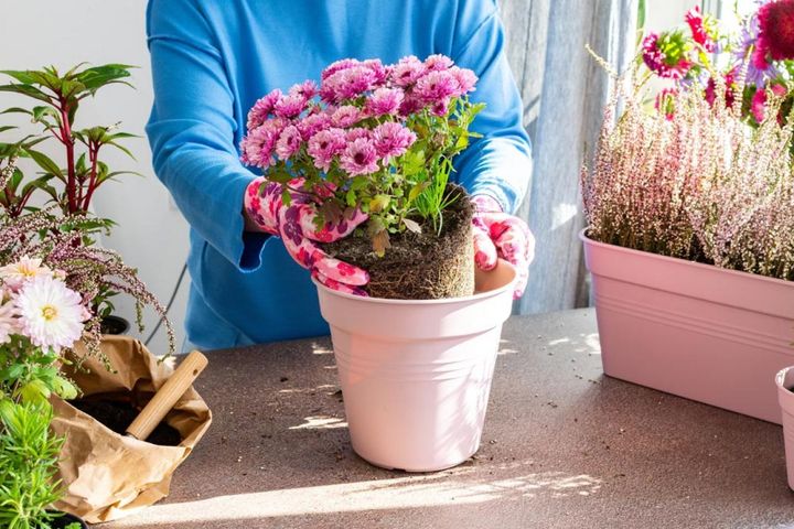 ひとまわり大きな鉢への植え替え