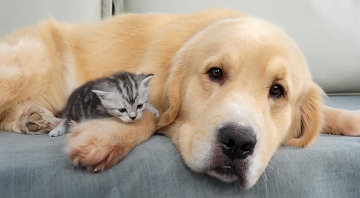 ゴールデンレトリバーに寄り添う子猫