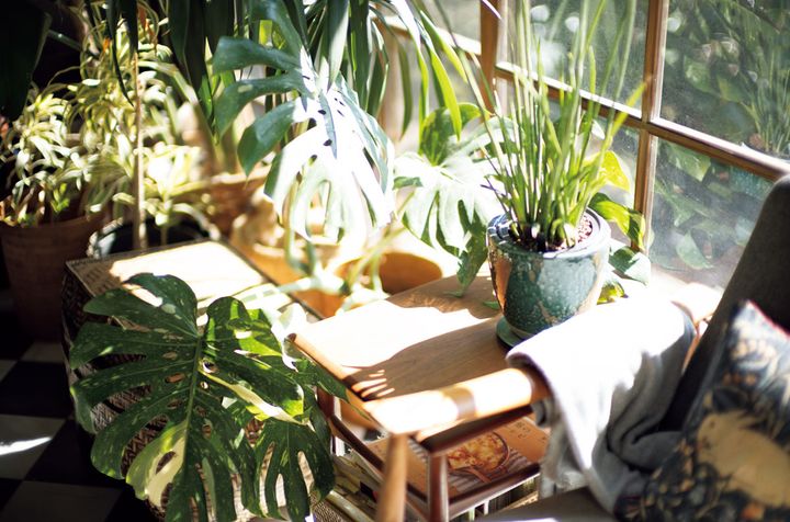 神奈川・葉山の高台に立つ築100年超えの日本家屋で。家じゅうの窓辺に置かれた植物は50鉢以上