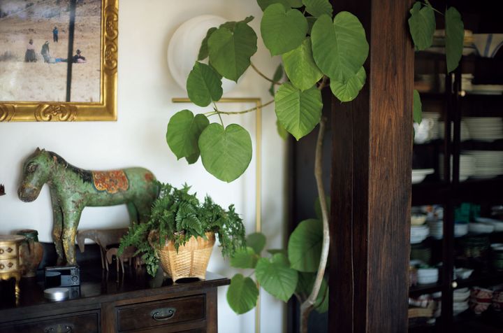 食器棚の隣はフィカス ウンベラータ