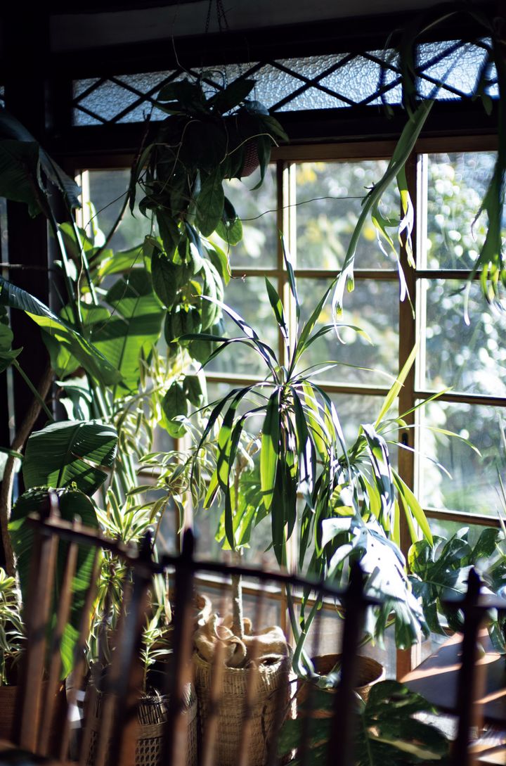 ダイニングルームの窓辺には、手入れがラクな半水耕栽培で育てているホヤ ゴールデンアイやストレリチア ニコライ、ドラセナ ソング・オブ・インディアやパキラが並ぶ