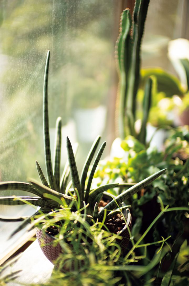 丸いカゴを鉢カバーにしたサンスベリア バキュラリスは半水耕栽培