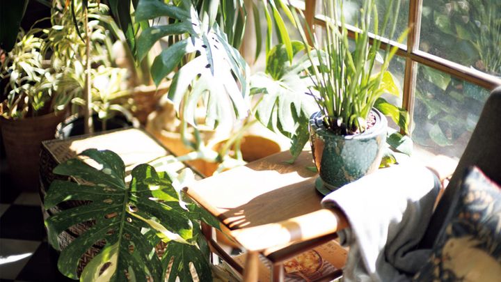 写真家・上田義彦と植物