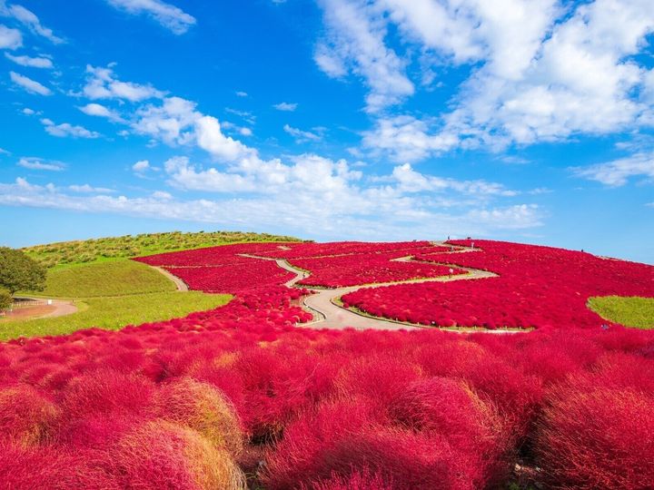 All About ニュース編集部は、全国10～60代の男女250人を対象に「紅葉スポット」に関する独自のアンケート調査を実施。好き＆行ってみたい「茨城県の紅葉スポット」で1位に選ばれたのは？