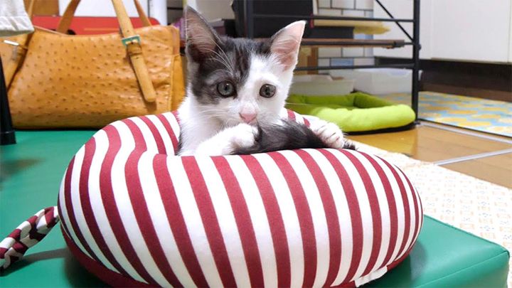 枕を占領した子猫