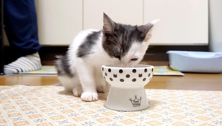 ご飯を食べる子猫