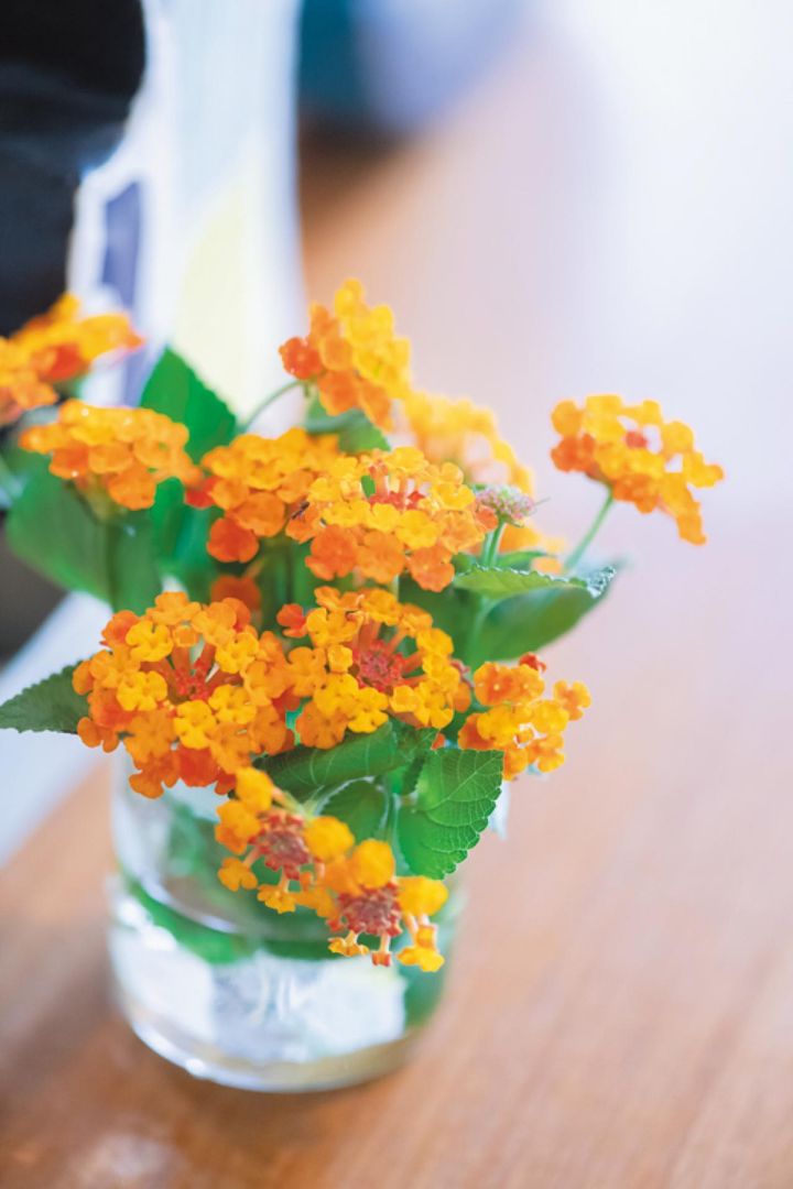 庭に自生したランタナを花器に入れて。「道にはみ出すほど生えていて、すごい勢いで増えるので、切ってはちょこっと飾っています」