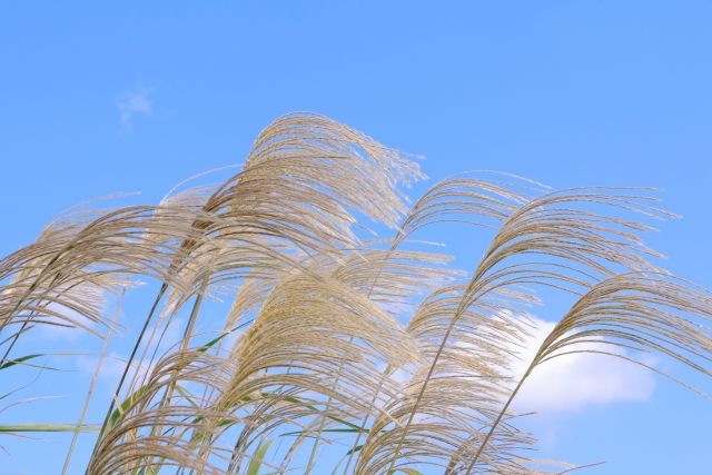 霊感診断 風の音