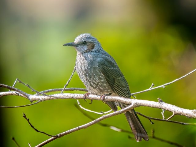 霊感診断 鳥のさえずり