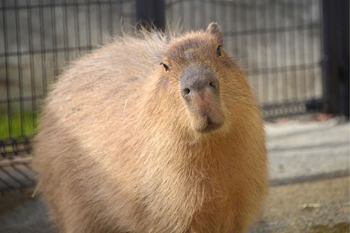 神戸市立王子動物園のカピバラ／同園の公式サイトから引用