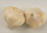 画像の代替テキスト