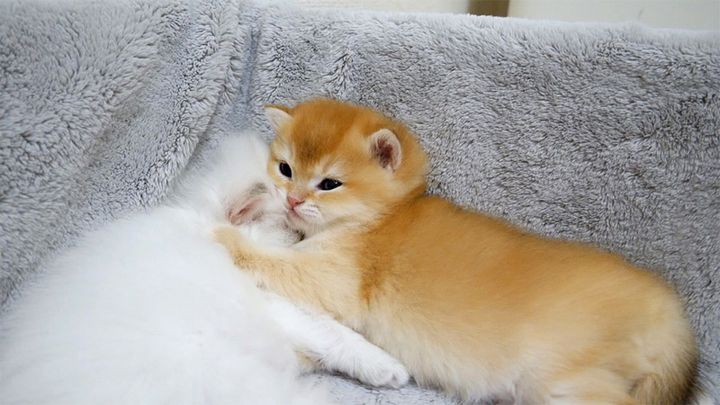 くっついて眠る子猫達