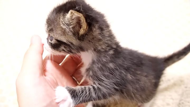 手に甘える子猫